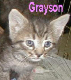 grayson